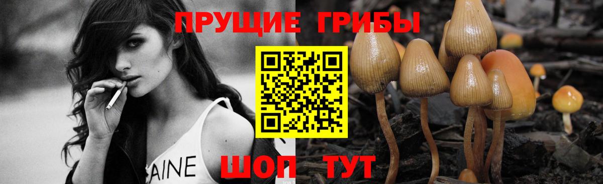 Галлюциногенные грибы Psilocybe Каспийск
